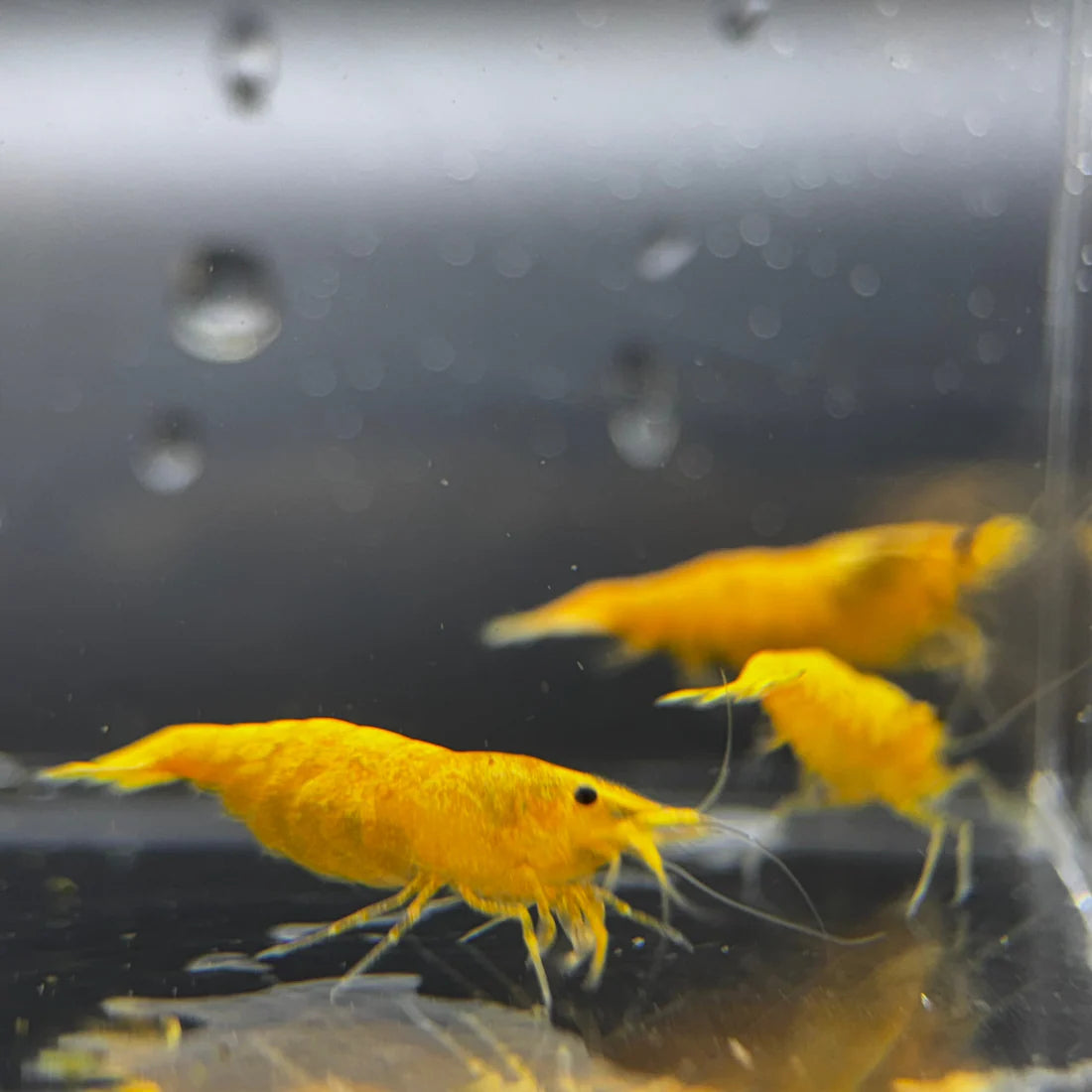 Vibrant Yellow Gold Dust Neocaridina Shrimp