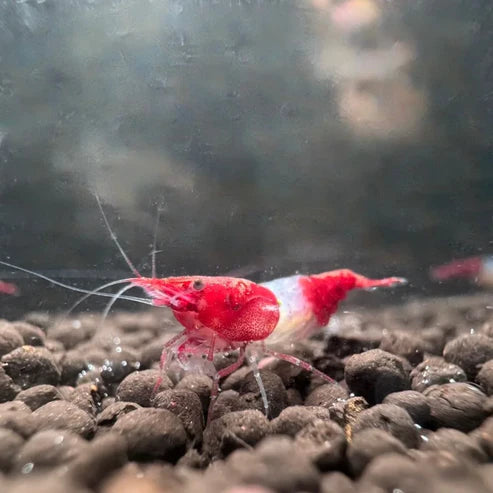 Red Rili Neocaridina Shrimp