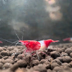 Red Rili Neocaridina Shrimp