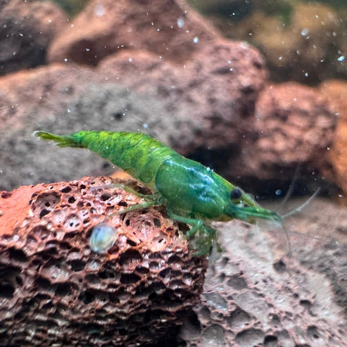 Green Jelly Neocaridina Shrimp - The Ray Aquariums