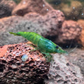 Green Jelly Neocaridina Shrimp - The Ray Aquariums