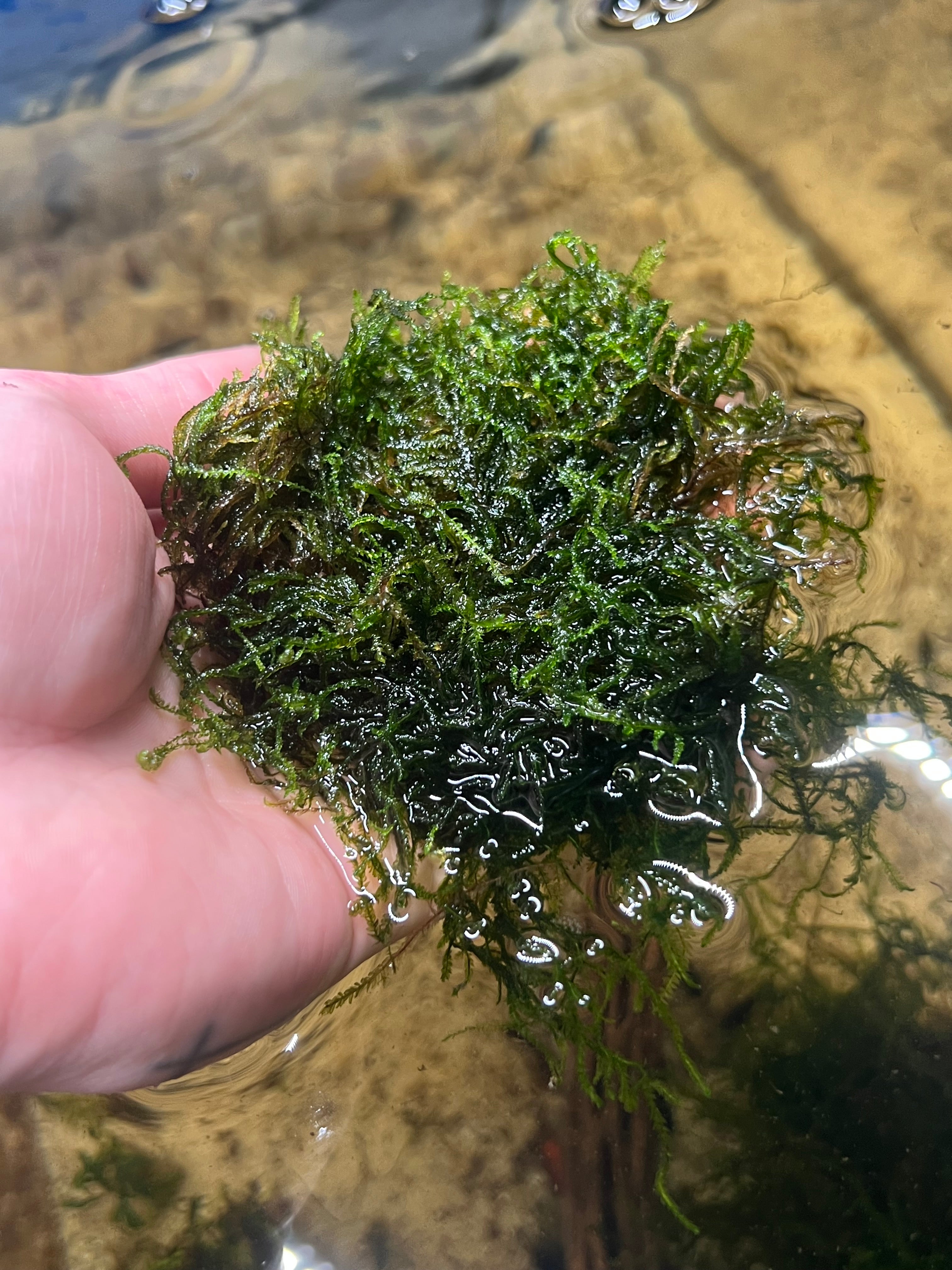 Mini Christmas Moss