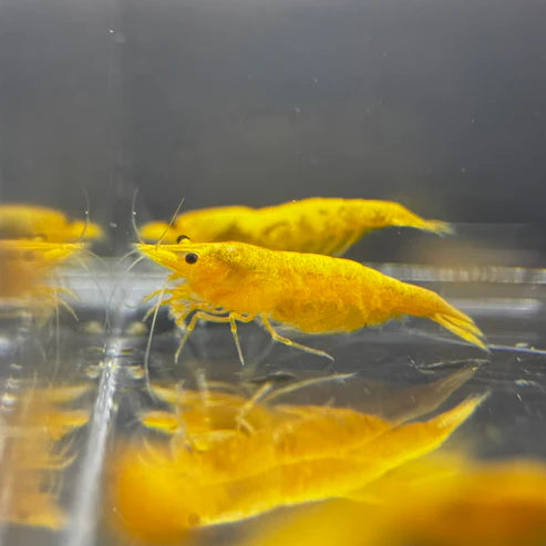Vibrant Yellow Gold Dust Neocaridina Shrimp