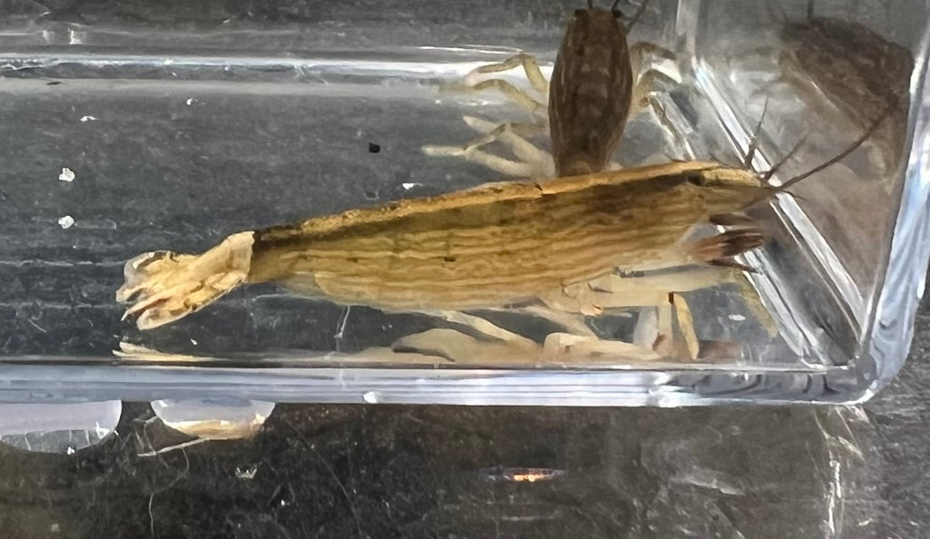 Bamboo Shrimp (Atyopsis moluccensis)