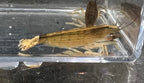 Bamboo Shrimp (Atyopsis moluccensis)