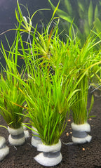 Juncus repens (Creeping Rush)