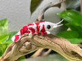 Adopt a 3D Shrimp