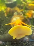 Orange Poso Rabbit Snail (Tylomelania gemmifera)