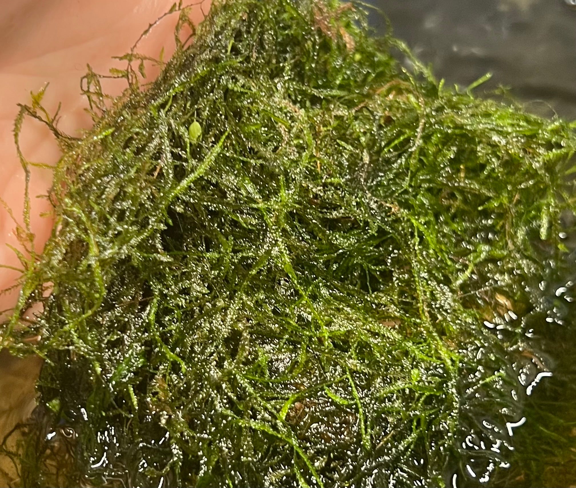 Java Moss (Taxiphyllum barbieri)