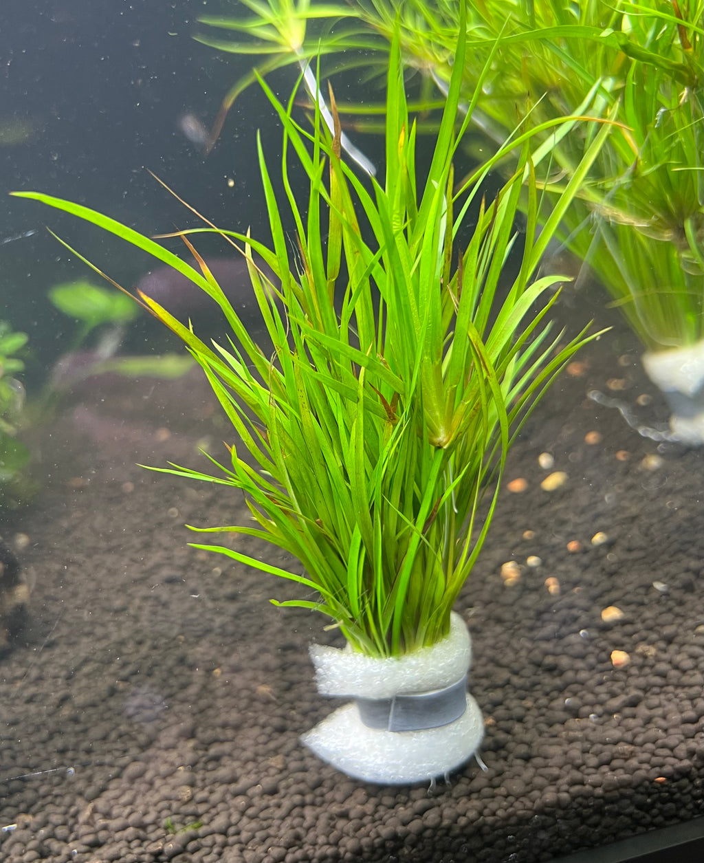 Juncus repens (Creeping Rush)