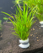 Juncus repens (Creeping Rush)