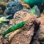 Green Jelly Neocaridina Shrimp - The Ray Aquariums