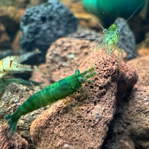 Green Jelly Neocaridina Shrimp - The Ray Aquariums