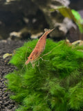 Red Amano Shrimp