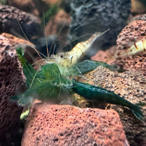 Green Jelly Neocaridina Shrimp - The Ray Aquariums