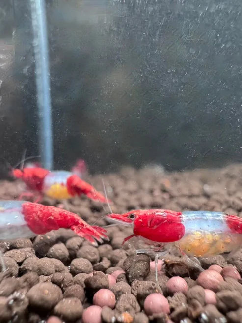 Red Rili Neocaridina Shrimp