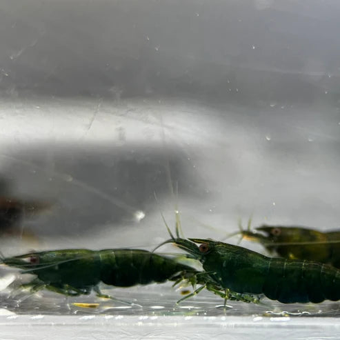 Green Jade Neocaridina Shrimp