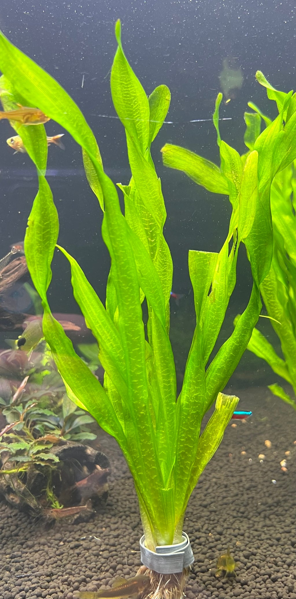 Vallisneria Asiatica (Giant Corkscrew)