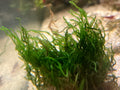 Flame Moss (Taxiphyllum sp. "Flame")
