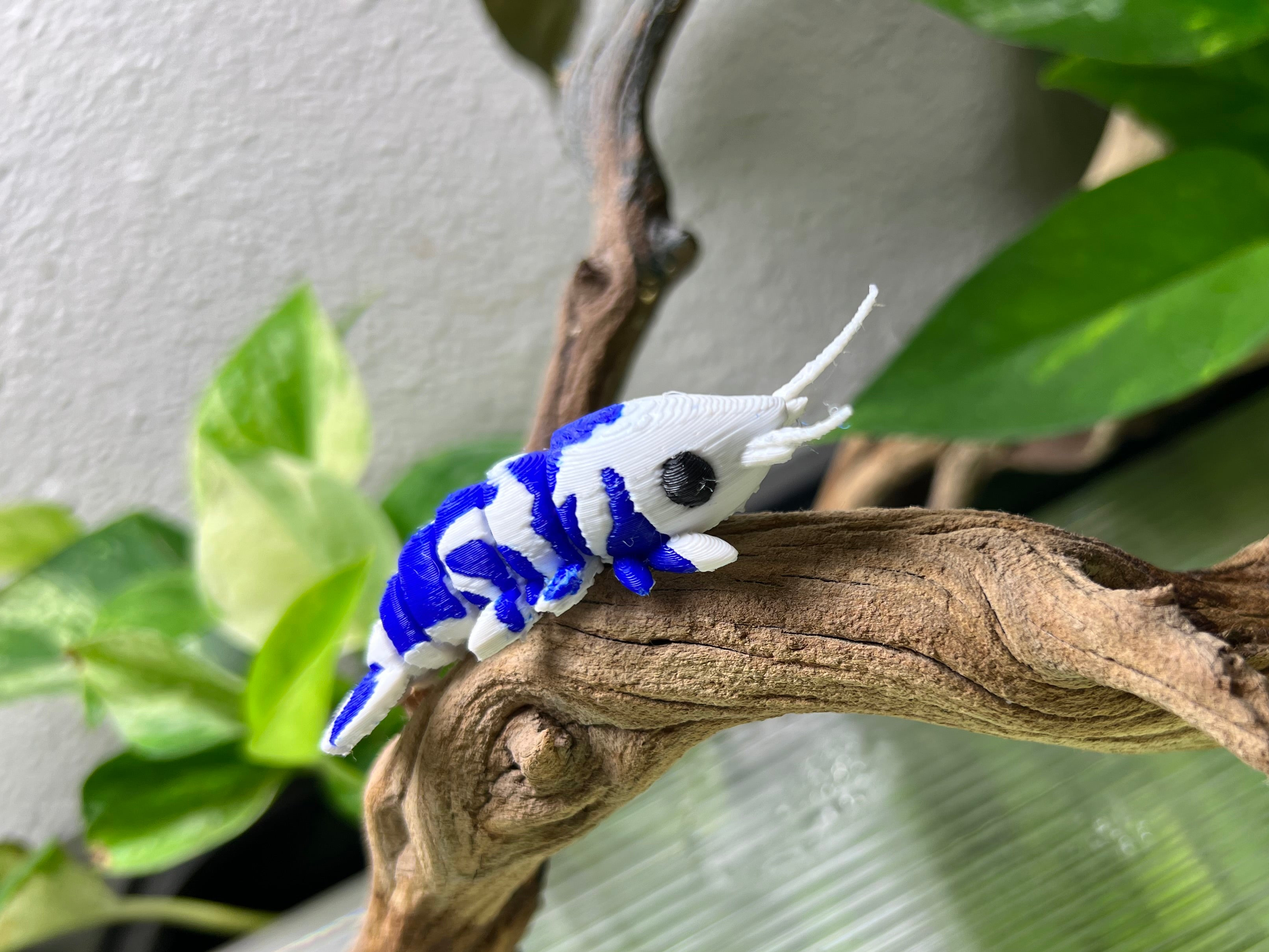 Adopt a 3D Shrimp