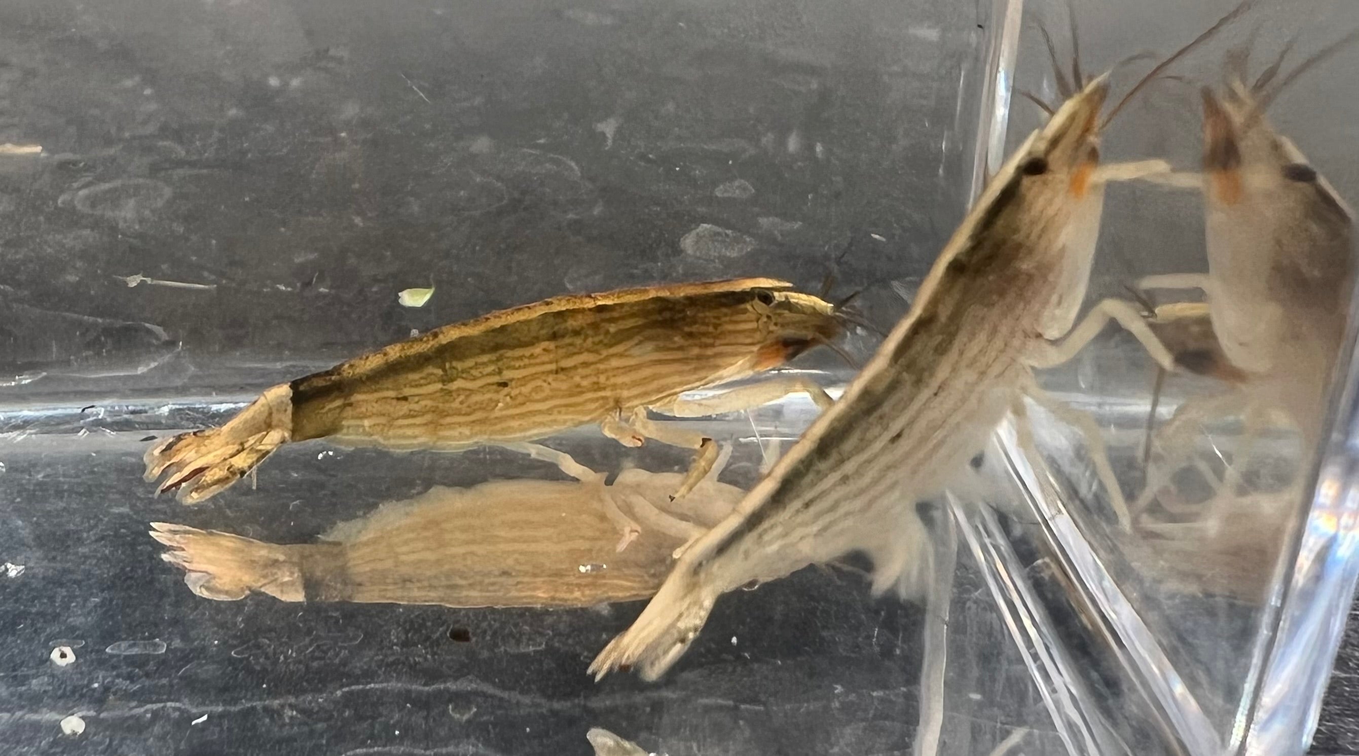 Bamboo Shrimp (Atyopsis moluccensis)