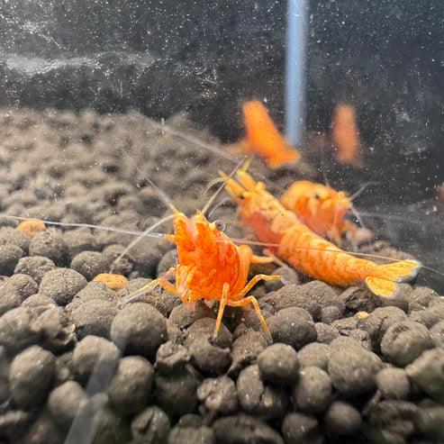 24K Sunkist Orange Neocaridina Shrimp
