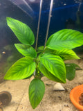 Anubias barteri
