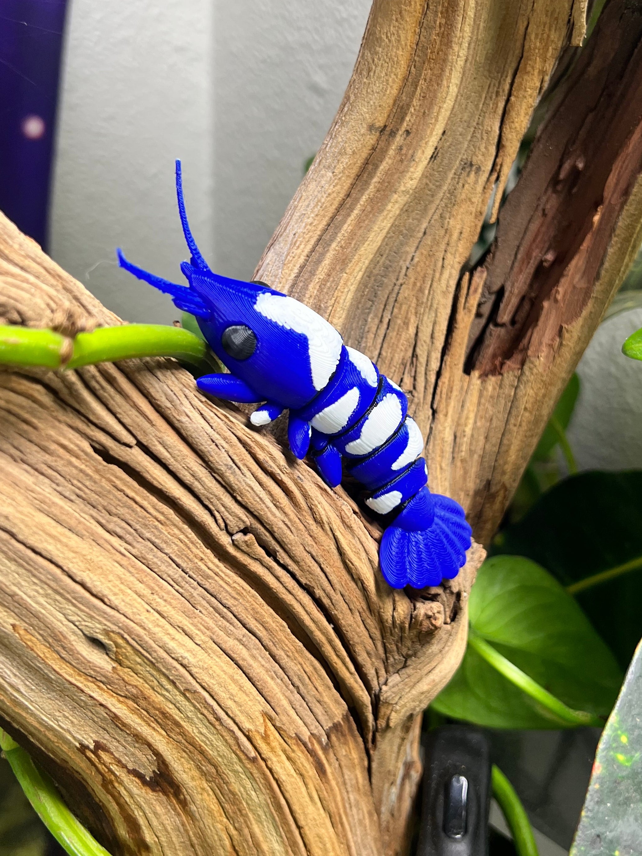 Adopt a 3D Shrimp