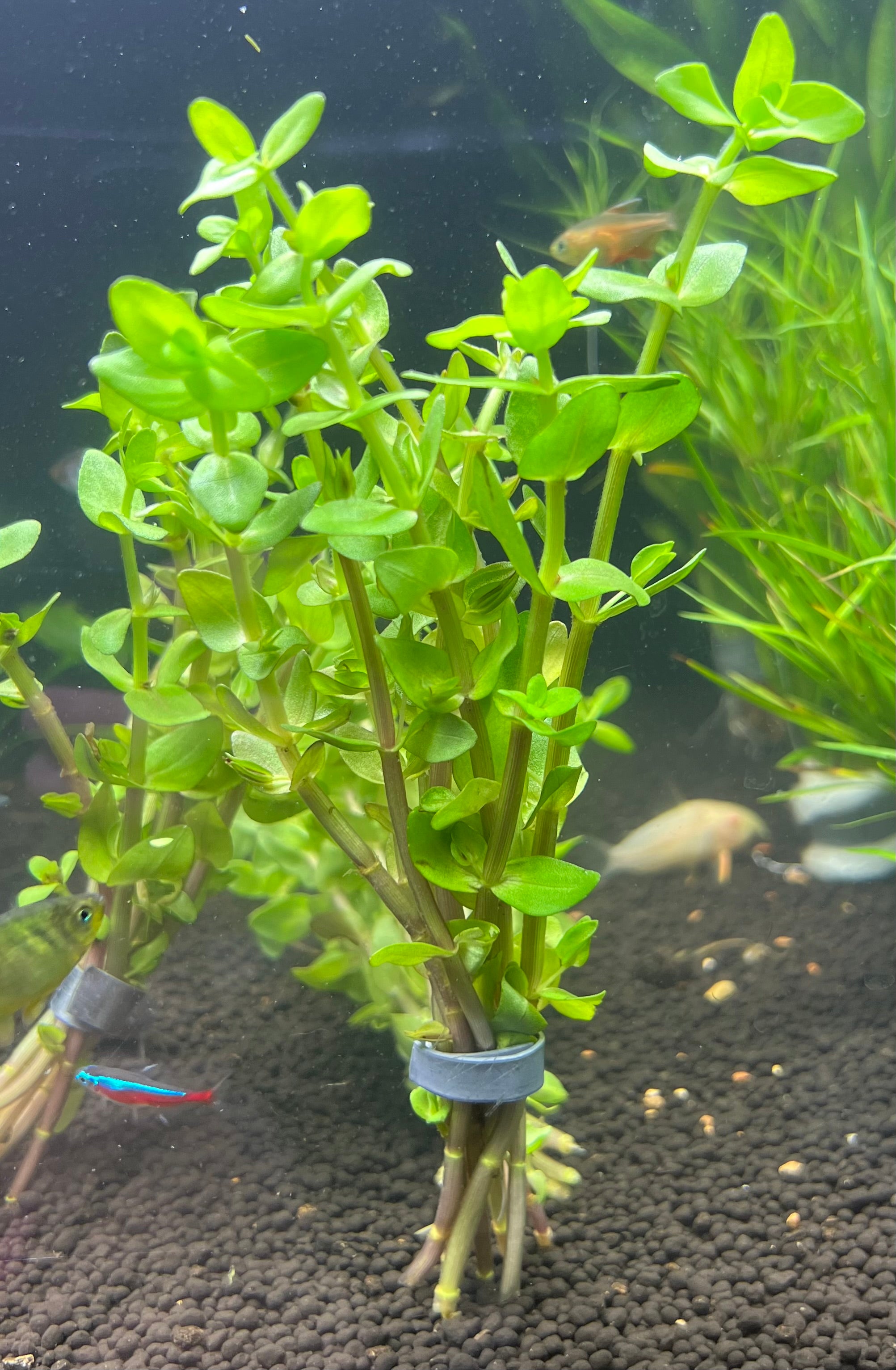 Bacopa caroliniana (Lemon Bacopa)