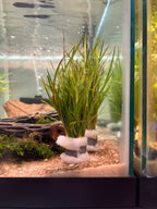Juncus repens (Creeping Rush)