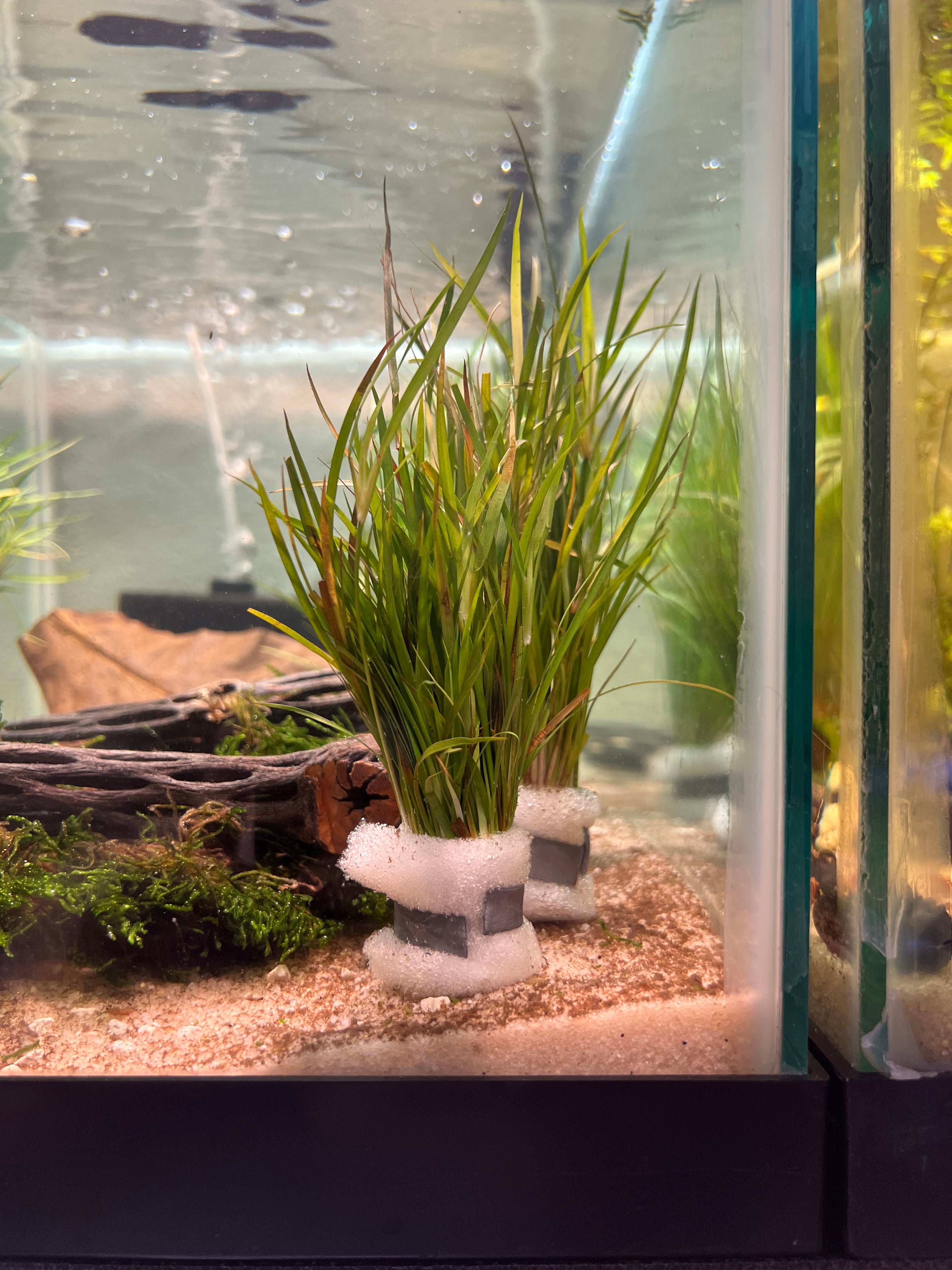 Juncus repens (Creeping Rush)