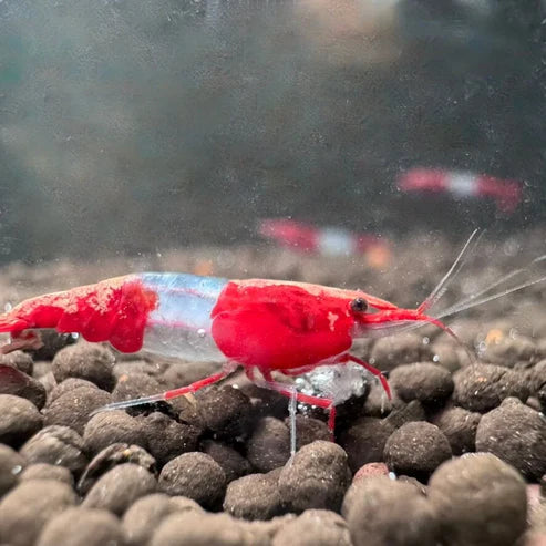Red Rili Neocaridina Shrimp