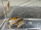 Bamboo Shrimp (Atyopsis moluccensis)
