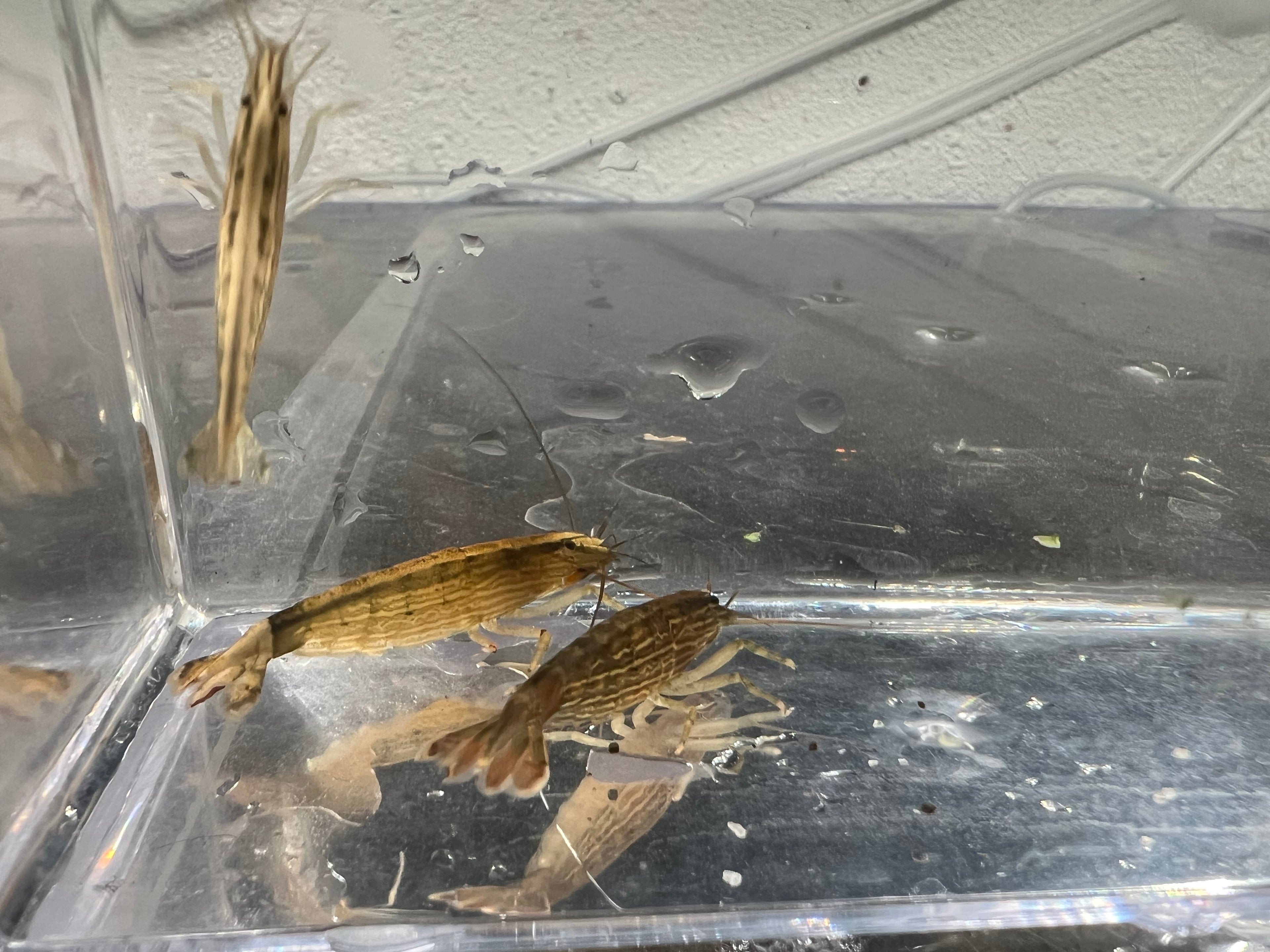 Bamboo Shrimp (Atyopsis moluccensis)