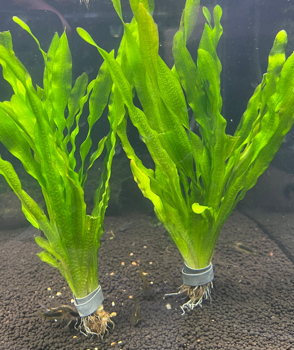 Vallisneria Asiatica (Giant Corkscrew)