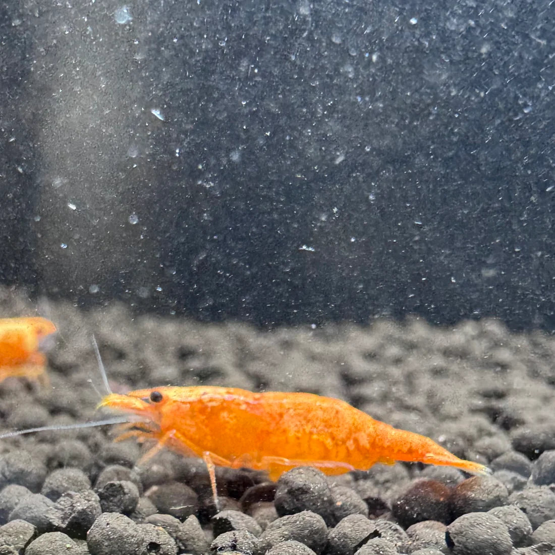 24K Sunkist Orange Neocaridina Shrimp