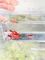 Bloody Marry