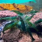 Green Jelly Neocaridina Shrimp - The Ray Aquariums
