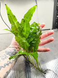 java Fern