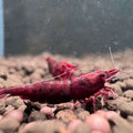 Dark Bloody Mary Neocaridina Shrimp - The Ray Aquariums