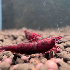 Dark Bloody Mary Neocaridina Shrimp - The Ray Aquariums