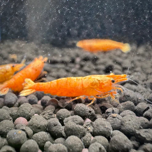 24K Sunkist Orange Neocaridina Shrimp