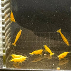 Vibrant Yellow Gold Dust Neocaridina Shrimp