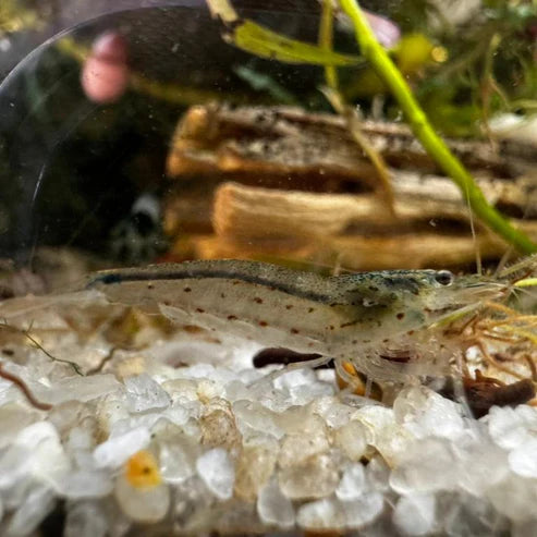 Amano shrimp - The Ray Aquariums