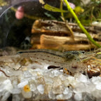 Amano shrimp - The Ray Aquariums