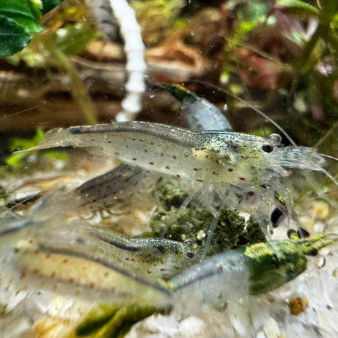 Amano shrimp - The Ray Aquariums