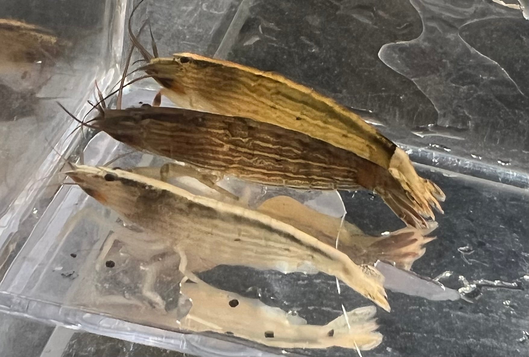Bamboo Shrimp (Atyopsis moluccensis)