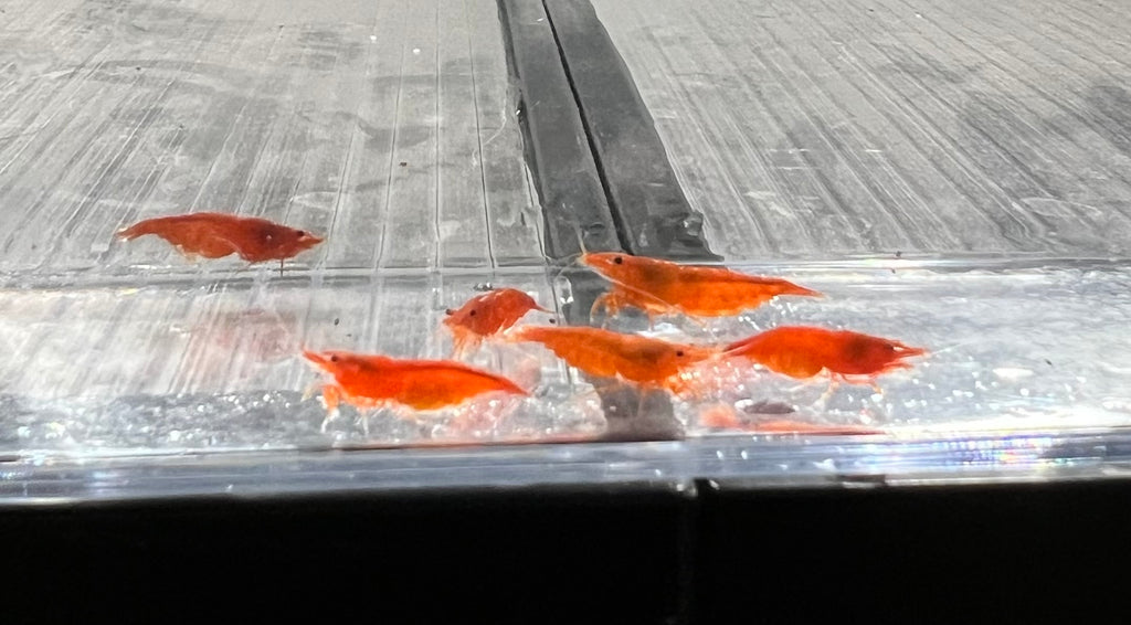 Orange Sunkist