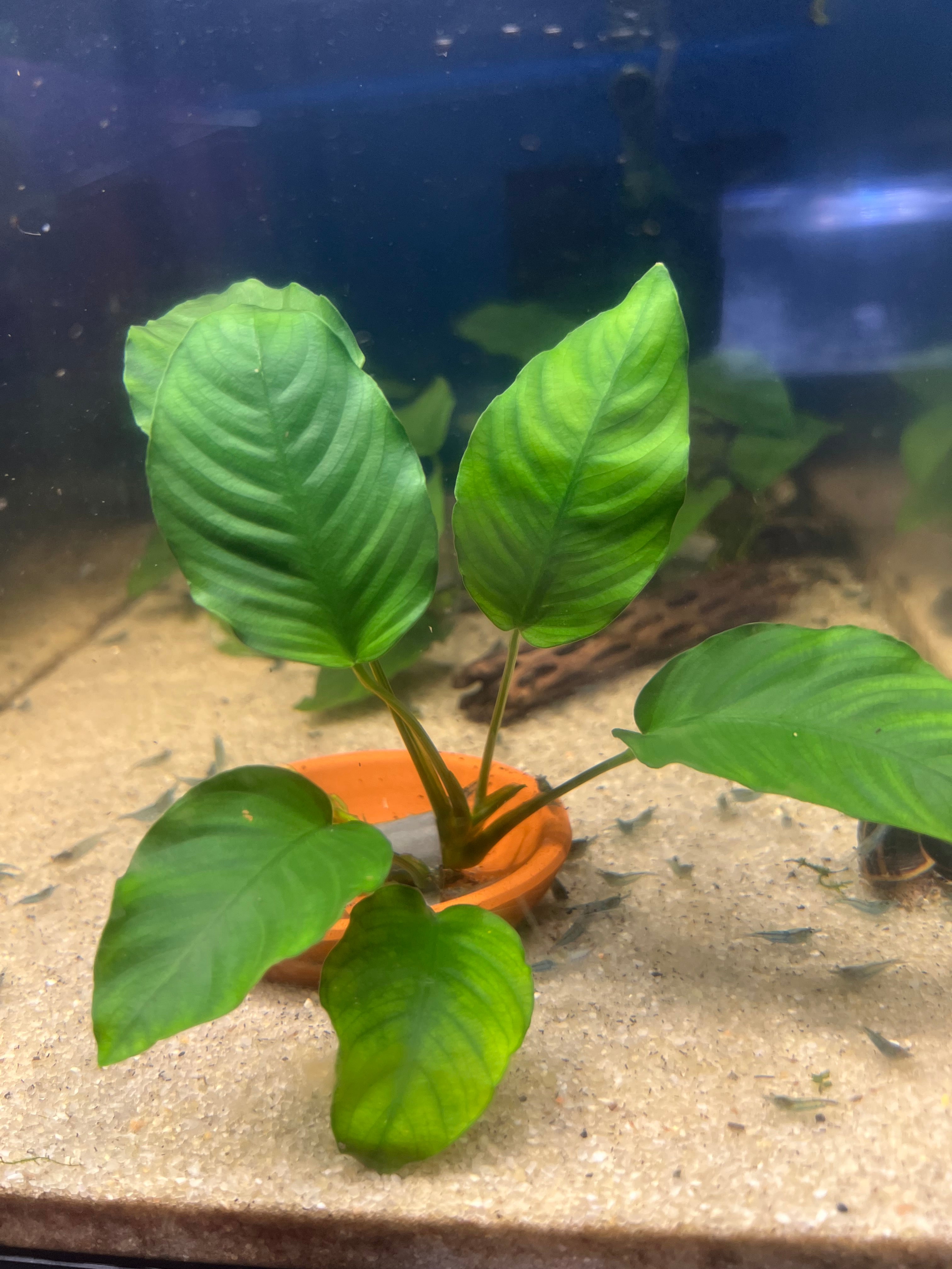 Anubias nana