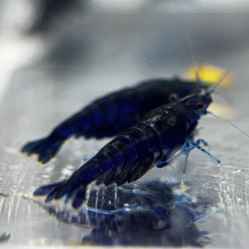 Blue Diamond (Blue Ocean) Neocaridina Shrimp - The Ray Aquariums